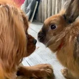 dream.pet - Pets and competitions