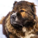Perros de Dudusik ayudando a los perros pastores caucásicos n