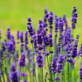 Plantas Dulce Revolución - Лекарственные растения
