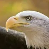 Eagle Calls - trading signals