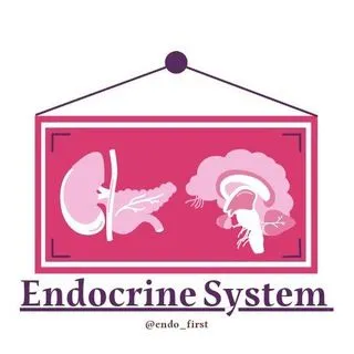 Endocrine system - эндокринная система