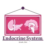 Endocrine system - эндокринная система