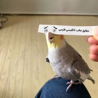 English Farsi Fun Facts - цитаты любовь жизнь