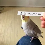 English Farsi Fun Facts - цитаты любовь жизнь