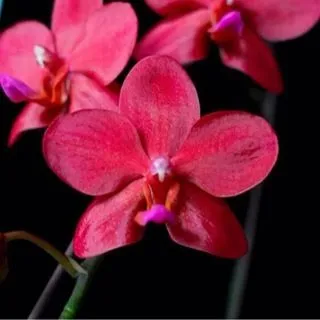 Excellence Orchids - орхидеи