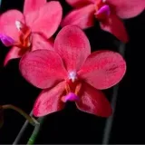 Excellence Orchids - орхидеи