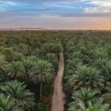 Planting date palms - charity