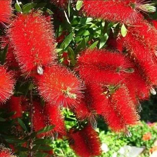 flovers_favorite - комнатные растения