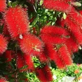 flovers_favorite - комнатные растения