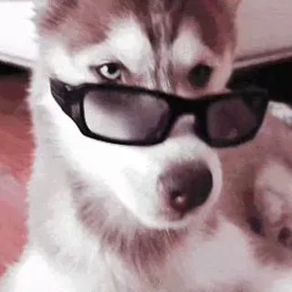 Fluffy Pups - щенки и цветы
