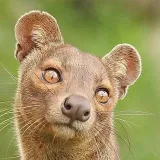 fossa.or - applications automatically
