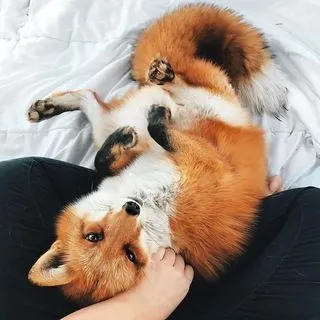 Foxie Girl - контент для взрослых