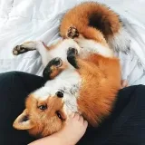 Foxie contenido para chicas-adulto