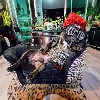 French Bulldog World - французские бульдоги