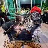 French Bulldog World - французские бульдоги