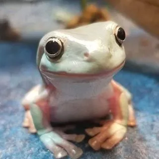 Frogs Frogs Frogs - Лягушки