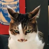 Pet the Cat - gatos en situaciones