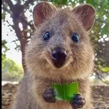Funny Animals — Подборка забавных моментов из жизни