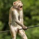 Funny Animals - funny animals