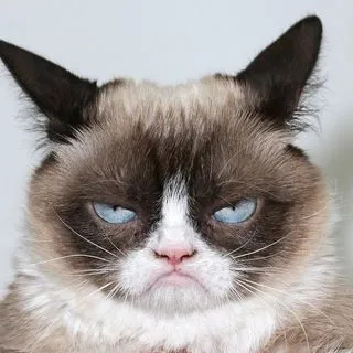Funny Cats Gifs - коты GIF