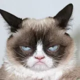 Funny Cats Gifs - коты GIF