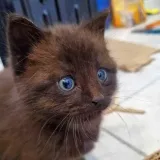 Забавный котий - котики
