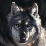 SFW furpics - Imágenes.