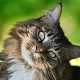 Furiosos gatos- gatos divertidos.