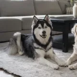 gᥲᥣᥲ᥊y.ᥣᥲyᥒfᥲᥴᥱ - галактика пруфов