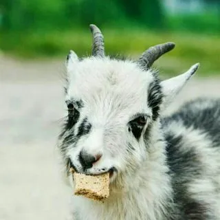 Goat Gifs - милые видео с козами