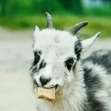 Goat Gifs - милые видео с козами