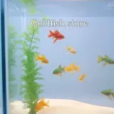 Goldfish Store - магазин золотых рыбок