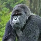 GorillaMedia- actividades al aire libre
