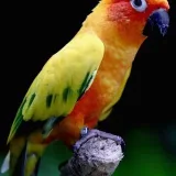 Loros grises africanos - Loros grises africanos