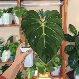 Grow Garden - блог о растениях