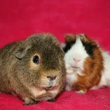Guinea Pigs Love - Guinea pigs.