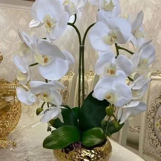 Flowers - декоративные растения и подарки