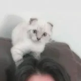 C'97 - милый канал с кошками