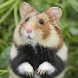Silent Hamster- Real MICEX ofertas.