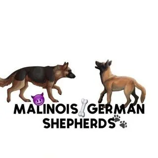 Belgian.German.Shepherds - Собаки породы