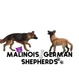 Belgian.German.Shepherds - Собаки породы