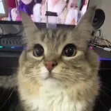 Himanew- News and chat.