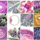 Histologia2026 - Colección de vídeo