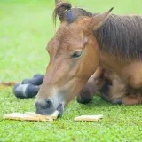 Gifs de caballo - Gifs con caballos.