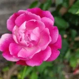 Horticulture Objectives - цели по садоводству