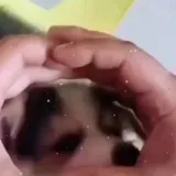 Humor Pet - Funny Pets