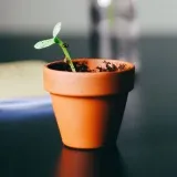 Orgânico- organic growth
