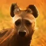 Hyena y Besties-Memes.