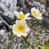 The Botanist - Ботаника и растения