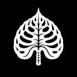 InnocentPlantsShop - Anthurium
